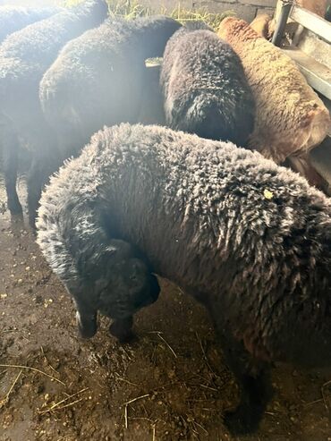 собака охотничая: Сатам | Кочкор (эркек) | Союуга | Ургаачы