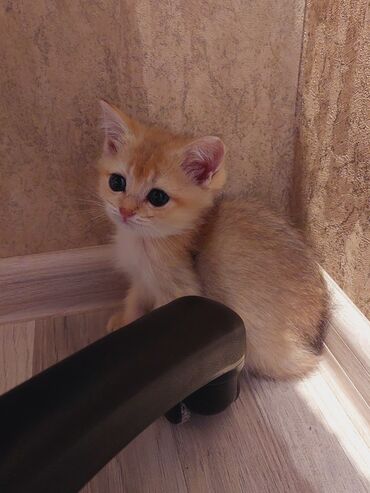 Pişiklər: Şotland, Dişi, Yaxşı əllərə, Ünvandan götürmə — 11