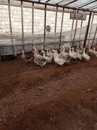 çöl qazı: Erkək, Ətlik, Ünvandan götürmə