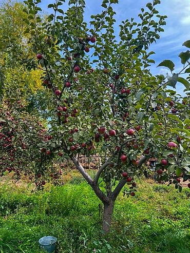 алмалар: 🍎 ЯБЛОКИ ИЗ ИССЫК-КУЛЯ — ПРЯМО К ВАШЕМУ ДОМУ! 🏡 Свежие, сочные яблоки — 3