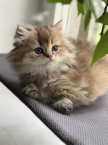 Продажа кошек: Скотиш Фолд (Шотландская вислоухая), 2 месяца, Девочка — 12