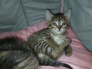 ош котята: Скотиш Фолд (Шотландская вислоухая), 2 месяца, Мальчик, Приучена к лотку