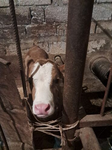 Dana, buzov: Dana, buzov, Erkək, Simental, ay: 5, Damazlıq — 7