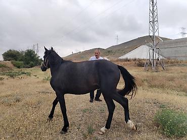 www.toyuq ve cuce yem qablari: Qara rəngli at – minik və kənd təsərrüfatı işləri üçün - Cins tipi — 3