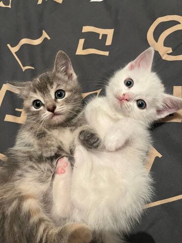 карликовые котята: Скоттиш-Страйты.Девочки.Почти 2 мес. Приучены к лотку. #Котёнок #Кот