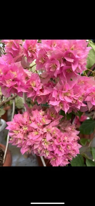 Бегонии: Бугенвиллия в горшке (разные окраски прицветников) - Вид — 14