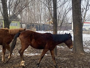 Лошади, кони: Продаю | Жеребенок | Полукровка | Рабочий — 2