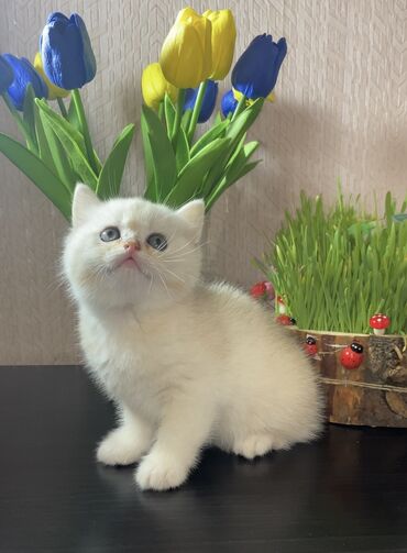 heyvan: Котята золотой шиншиллы родились 12.04 окрас завуалированный