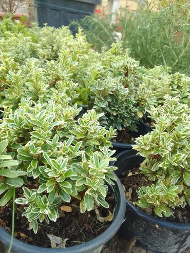 Çöl bitkiləri: Həmişə yaşıl — 7