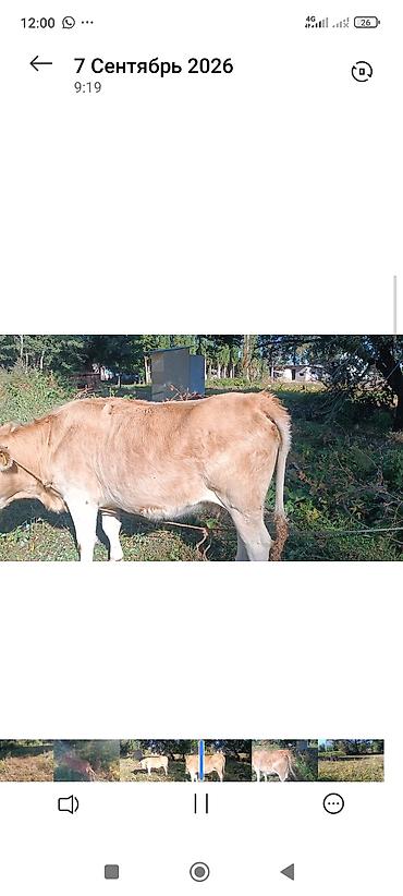 ат бишкек: Сатам | Уй (ургаачы), Кунаажын, Музоо | Алатоолук, Симментал | Бордоп семиртүү үчүн, Союуга, Көбөйтүү үчүн — 7