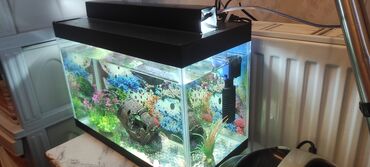 syomqa baliq: Salam akvarium her şeyi var qapağı işığı filteri 15 dene balıq dekor