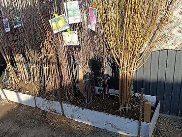 Яблоня: Саженцы плодовых деревьев (осенне-весенняя посадка) Ассортимент по — 1