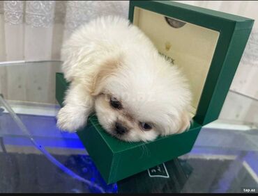 багги на радиоуправлении: Pekines