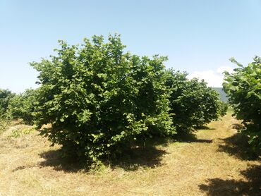 limon ağaçları v Azərbaycan | LIMON: 105 sot, Kənd təsərrüfatı, Mülkiyyətçi, Kupça (Çıxarış)