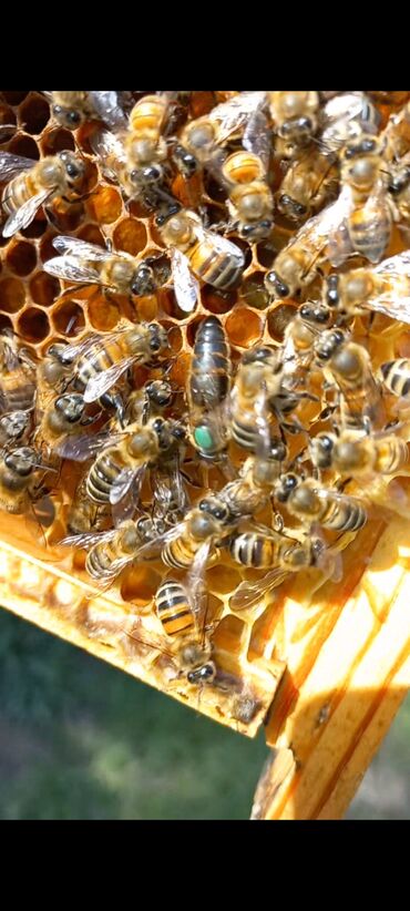 Arılar: Tam sağlam,məhsuldar arı ailəsi satılır.Ramkalarda bal,guləm gunluk