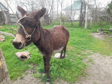 Продаётся ишак быстро скачет айгыр бричку возит