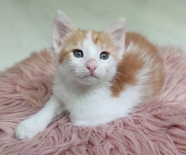 шотландский вислоухий котенок баку: Домашний котенок, 2 месяца, мальчик, ласковый, игривый, умный