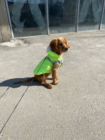 ov iti: Koker spaniel 5 ayliqdi her şeyi verilir endirimde ola biler