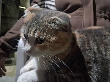 ev pişiyi: Şotland qıvrımqulaq (Scottish Fold) pişiyi - Cins: Scottish Fold — 2