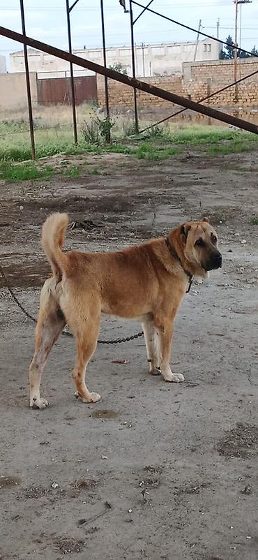 akita iti satilir: Qurdbasar, 2 il, Erkək — 1