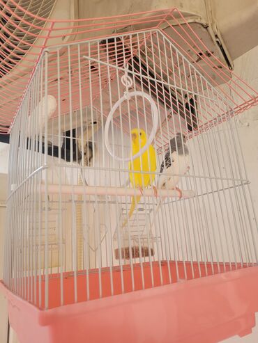 вольер для йорка: Tutu quslari satilir qefesle birlikde kocle bagli tecili satilir