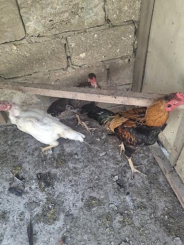 ayam serama: Toyuq, Damazlıq, Ödənişli çatdırılma — 7