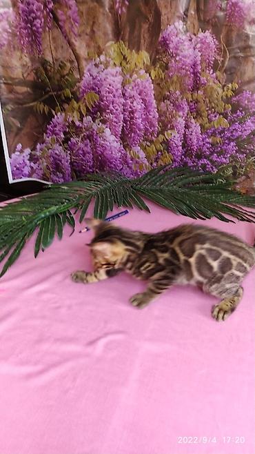 Продажа кошек: Красивейшие Бенгальские котята с огромными розетками. Проф питомник — 11