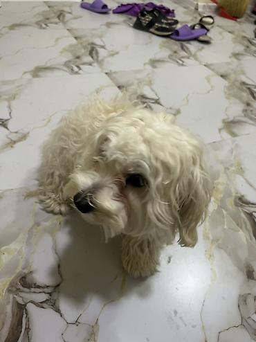 İtlər: Malta bolonka, 9 ay — 4