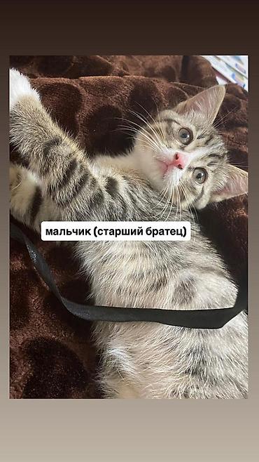 Мышыктар: Срочно нужно пристроить котят в добрые руки, бесплатно. Котята — 1