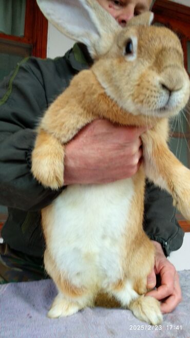 Dovşanlar: Flandr cinsli dovşanlar satılır. 2-3-4 aylıqlardı. Təmiz qandı. Ətlik -da lalafo.az — 8 Dovşanlar: Flandr cinsli dovşanlar satılır. 2-3-4 aylıqlardı. Təmiz qandı. Ətlik — 8