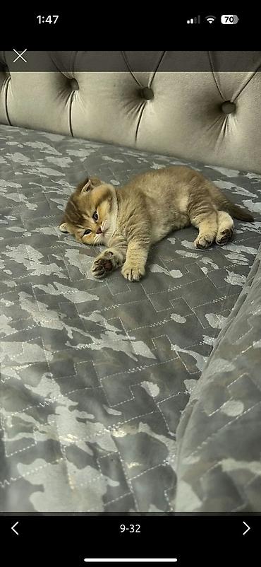 Pişiklər: Şotland, Erkək, Dişi — 29