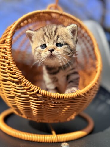 бенгалские кошки: Британская короткошёрстная, 1 месяц, Девочка, Золотая шиншилла, Приучена к лотку, Проглистована, С документами