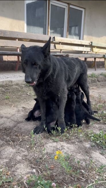 верхняя одежда для мальчиков эрдэнэт: Восточноевропейская овчарка, 2 месяца, Самка, С прививкой, С родословной