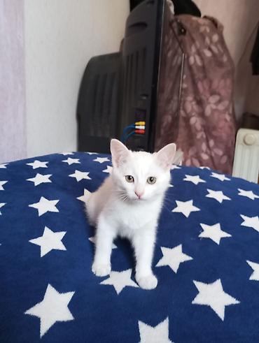 ağ pişik şəkilləri: Ağ rəngdə mehriban balaca pişik balası - Xüsusiyyətlər: - Tam ağ — 2
