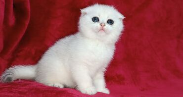 маленькие коты: Продается шотландский котенок Скоттиш Фолд Серебристая шиншилла 💕