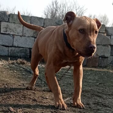 pitbullar: Təmiz pitbul 7 ayliqdi işimlə əlaqədar satıram real alıcıya endirim
