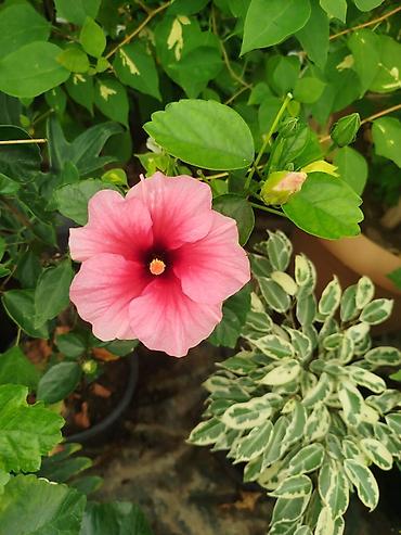 ev gülleri ve adlari: **Çəhrayı Hibiskus (Bədmüşk gülü)** Dibçəkdə yetişdirilən hibiskus — 1