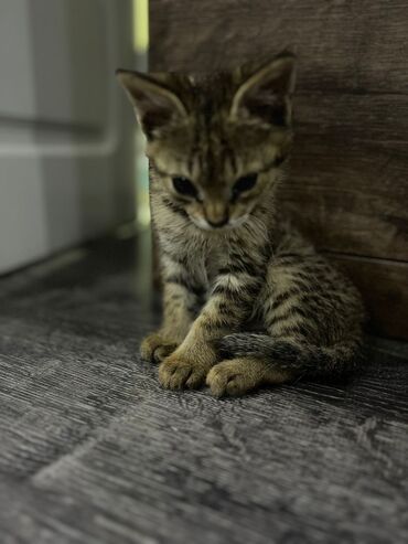 персидский котенок: Ищет дом чудесный и игривый мальчишка. Нашли на улице. Котенок видимо