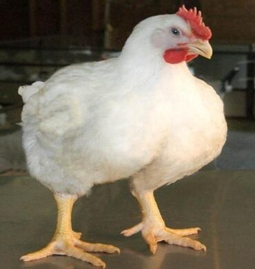 сколько стоит живая курица в бишкеке: Куплю | Куры, петухи | Откормленные