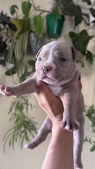 pitbull germany: Американский булли, 1 месяц, Самец, С прививкой, С родословной — 2