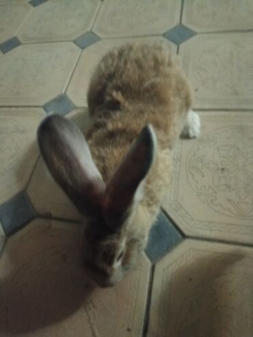 Декоративные кролики: Срочно продается оптом Кролика 4 самки 1 самец парода 3 самка фландр и — 13