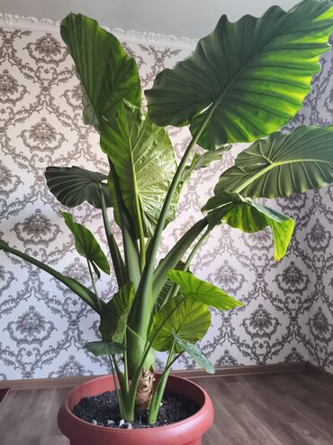 аквариумные растения: Крупномерное комнатное растение ароидное (тип колоказии/алоказии) в