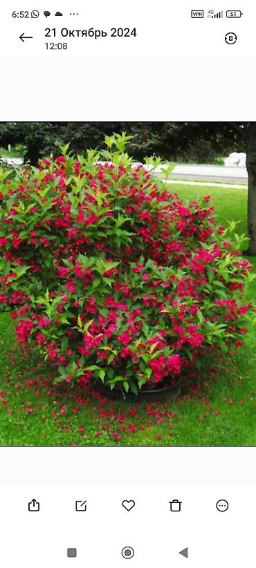 Фрукты и ягоды: Саженцы всех видов — питомник плодово-ягодных культур. Большой — 22