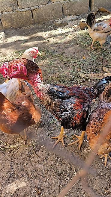 brama toyuqları: Məhsul: Yerli toyuqlar – çılpaqboyun (Transilvaniya/Ç Təsvir: - — 4