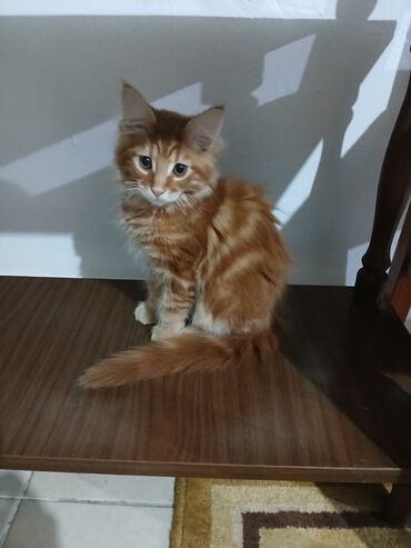 Mačke: Mace dugodlake – leglo prelepih mačića - Tip: kućne mačke dugodlake — 9