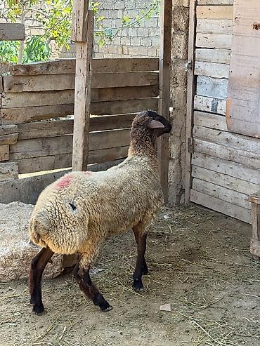 arpanın qiyməti: Erkəydi 16 klo əti var qiymetdə endirim var — 1