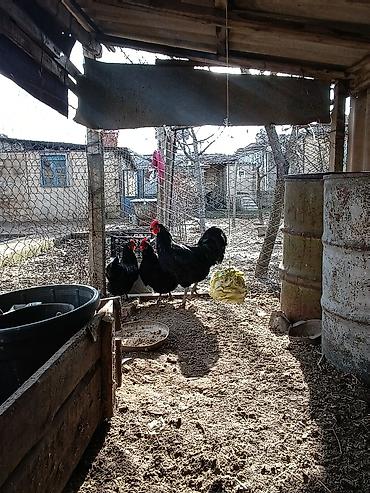 gubrə satışı: Təmiz qan avstralorp yumurtası satılır. istəyən əlaqə saxlasın — 2