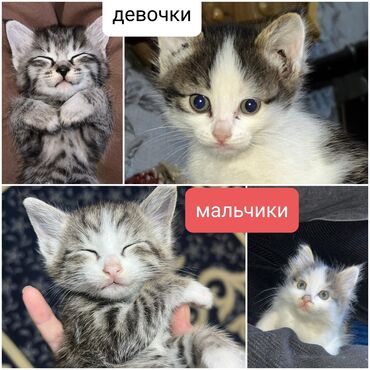 Продажа кошек: Беспородная, 2 месяца, Девочка, Биколор, Приучена к лотку