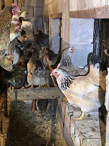 Куры, петухи: Продаю | Куры, Петух | Домашняя | На забой, Для разведения, Несушки — 6
