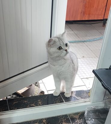 голубая сибирская кошка: Шотландская кошка шиншилла серебро . Возраст 1год